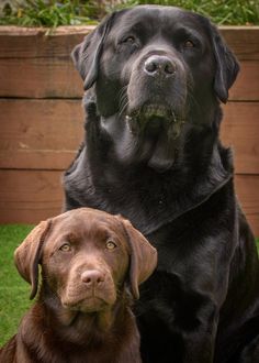 two dogs sitting next to each other in the grass