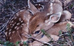 a baby deer is laying down in the grass