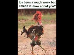 an image of a chicken that is running in the dirt with words above it saying, it's been rough week but i made it - how about you?