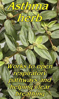 Asthma Herbs, Plants For Asthma, Herbs For Asthma, Western Herbalism, Lobelia Cardinalis, Ayurvedic Plants, Common Garden Plants, Herb Life