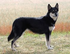 a black and white dog standing on top of a grass covered field next to tall dry grass