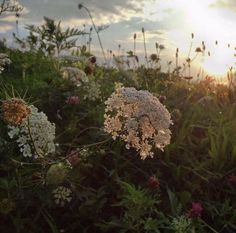 the sun shines through the clouds over some wildflowers