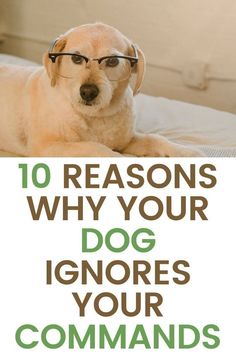 a dog wearing glasses on top of a bed with the words 10 reasons why your dog ignores your commands