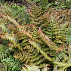 some very pretty green plants in the grass