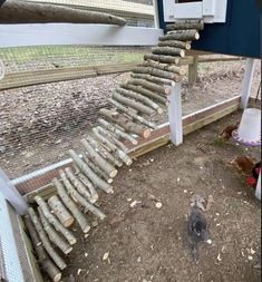 a small bird is standing in the dirt near a chicken coop with stairs made out of logs