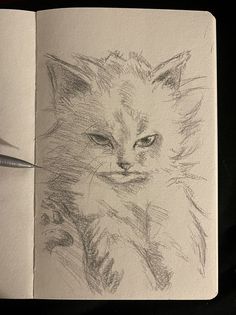 a pencil drawing of a cat's face