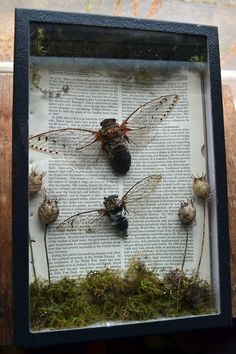 three dead bugs in a frame on top of an old book with moss and dirt