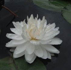 a large white flower floating on top of water