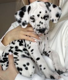 a woman is holding a dalmatian puppy in her arms while wearing a white hoodie