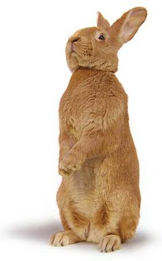 a brown rabbit standing on its hind legs