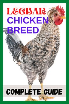 the complete guide to chicken breed