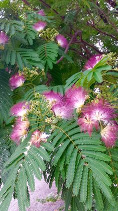 pink flowers and green leaves on a tree