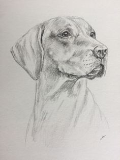 a drawing of a dog's head in charcoal pencil on white paper, with one eye open