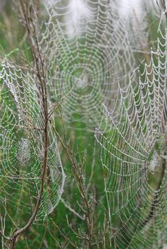 dew covered spider webs in the grass