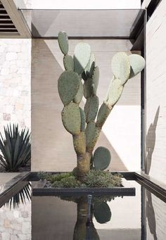 there is a cactus in the center of this glass table with its reflection on the water