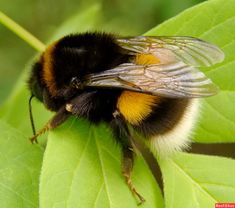 a bum sitting on top of a green leaf covered in lots of yellow and black