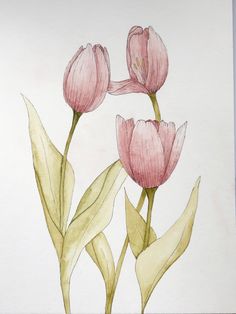 two pink flowers with green leaves on a white paper background in color pencil and watercolor