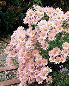 a bunch of flowers that are in the grass