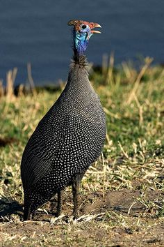 a large bird standing on top of a grass covered field