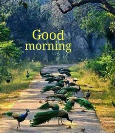 a bunch of birds that are walking down a road with the words good morning on it