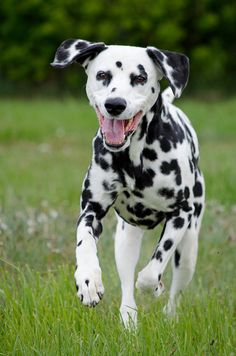 a black and white dalmatian dog running in the grass with its mouth open