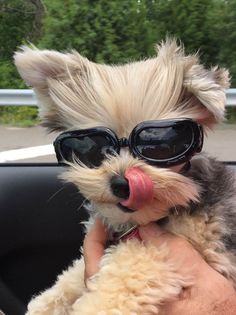 a small dog wearing sunglasses sticking its tongue out