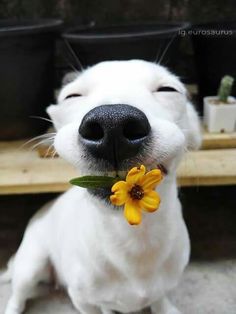 a white dog with a yellow flower in its mouth