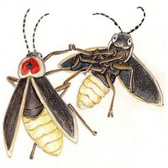 two bugs sitting next to each other on top of a white surface with red eyes