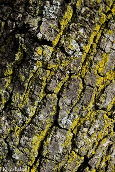 Yellow lichen outlines tree bark. Tree Lichen, Changing Aesthetic, Moss Photography, Tree Bark Texture, Plant Texture, Bark Texture, Tree Textures, Geometric Architecture, Texture Photography