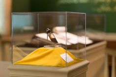 a glass case with a small bird in it on top of a yellow cloth and some other items