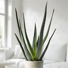 an aloem plant in a white pot on a table next to a couch