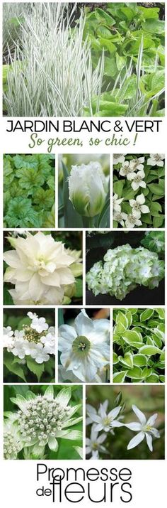 the garden is full of white flowers and green leaves, with text that reads jardin blanc