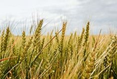 a field full of tall green grass under a cloudy blue sky