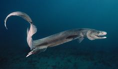 a large fish swimming in the ocean