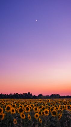 the sun is setting over a large field of sunflowers in front of a purple sky