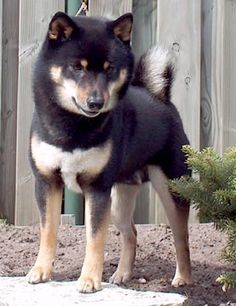 a black and brown dog standing on top of a rock next to a wooden fence