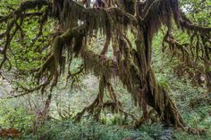 mossy trees in the forest with lots of green leaves on them and branches hanging down