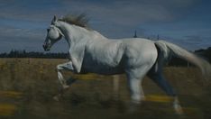 a white horse is galloping through the field