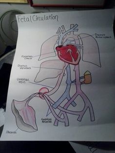 a diagram of the human heart and its major vessels is shown on a piece of paper