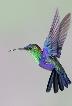 a colorful hummingbird flying through the air