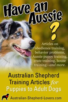 an australian shepherd dog with the title have an aussie?