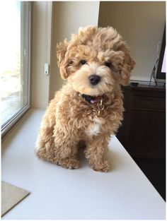 a small brown dog sitting on top of a white counter next to a large window