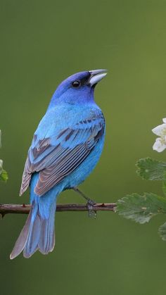 a blue bird sitting on top of a branch with white flowers in front of it