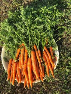 a bunch of carrots sitting on top of a white plate next to green grass