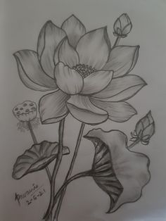 a pencil drawing of a flower with leaves