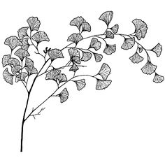 gingko-branch-742m_72b12ffa-534d-4e4e-818c-daef8e304964.gif 1,024×1,024 pixels Plant Drawing, Flower Doodles, Leaf Art, Malbec, Moon Tattoo, Maple Wood, Botanical Illustration, Flower Drawing, Doodle Art