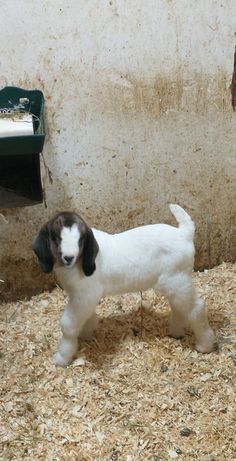 a small white and brown dog standing in hay