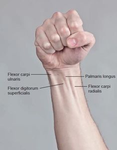 a hand with the words flexor carpi, ulnars, flexor digirium, flexor carpi, and radialis