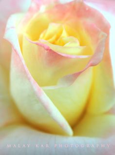 a close up view of a yellow and pink rose