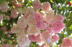 pink flowers are blooming in the sun